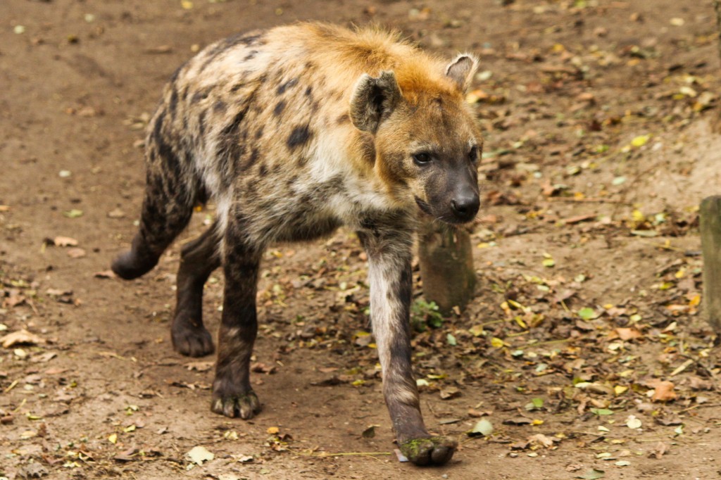 By Sander van der Wel from Netherlands (Hyena  Uploaded by russavia) [CC-BY-SA-2.0 (http://creativecommons.org/licenses/by-sa/2.0)], via Wikimedia Commons
